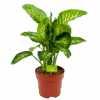 Dieffenbachia Seguine 'Reeva' - P24 H90 - Kamerplant 2 Dieffenbachia Seguine 'Reeva' - P24 H90 - Kamerplant -Pokon Winkel dieffenbachia seguine reeva p24 h90 1 1