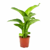 Dieffenbachia Seguine Tropic Snow - P19 H70 - Kamerplant -Pokon Winkel dieffenbachia seguine tropic snow p19 h70 4