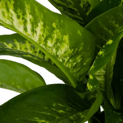 Dieffenbachia Seguine Tropic Snow - P24 H90 - Kamerplant -Pokon Winkel dieffenbachia seguine tropic snow p24 h90 2 4