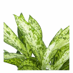 Dieffenbachia Vesuvius - P27 H70 - Kamerplant -Pokon Winkel dieffenbachia vesuvius p27 h70 5