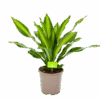 Dracaena Burley - Drakenbloedboom - P24 H90 - Kamerplant