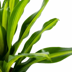 Dracaena Burley - Drakenbloedboom - P24 H90 - Kamerplant -Pokon Winkel dracaena burley drakenbloedboom p24 h90 5 1