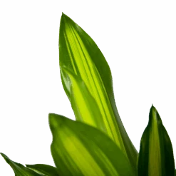 Dracaena Cintho - Op Stam - Drakenbloedboom - P21 H100 - Kamerplant -Pokon Winkel dracaena cintho op stam drakenbloedboom p21 h100 6 1