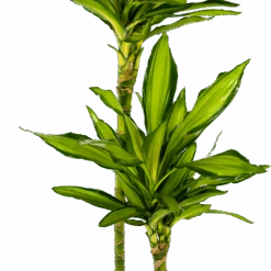 Dracaena Cintho - Op Stam - Drakenbloedboom - P24 H150 - Kamerplant -Pokon Winkel dracaena cintho op stam drakenbloedboom p24 h150 5 1