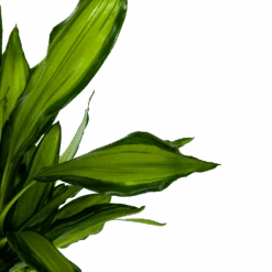 Dracaena Cintho - Op Stam - Drakenbloedboom - P24 H150 - Kamerplant -Pokon Winkel dracaena cintho op stam drakenbloedboom p24 h150 6 1