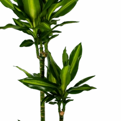 Dracaena Cintho - Op Stam - Drakenbloedboom - P27 H150 - Kamerplant 7 Dracaena Cintho - Op Stam - Drakenbloedboom - P27 H150 - Kamerplant -Pokon Winkel dracaena cintho op stam drakenbloedboom p27 h150 5 1
