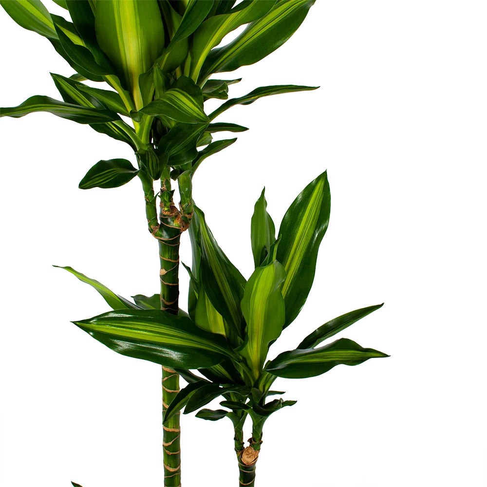 Dracaena Cintho - Op Stam - Drakenbloedboom - P27 H150 - Kamerplant 4 Dracaena Cintho - Op Stam - Drakenbloedboom - P27 H150 - Kamerplant - Afbeelding 2