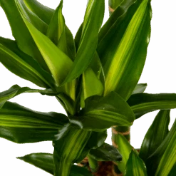 Dracaena Cintho - Op Stam - Drakenbloedboom - P27 H150 - Kamerplant 8 Dracaena Cintho - Op Stam - Drakenbloedboom - P27 H150 - Kamerplant -Pokon Winkel dracaena cintho op stam drakenbloedboom p27 h150 6 1