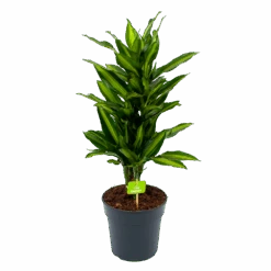 Dracaena Cintho - Vertakt - Drakenbloedboom - P21 H70 - Kamerplant