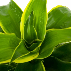 Dracaena Dorado - Drakenbloedboom - P17 H55 - Kamerplant -Pokon Winkel dracaena dorado drakenbloedboom p17 h55 5