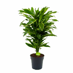 Dracaena Golden Coast - Vertakt - Drakenbloedboom - P21 H80 - Kamerplant