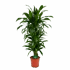 Dracaena Janet Craig - Vertrakt - Drakenbloedboom - P24 H110 - Kamerplant 2 Dracaena Janet Craig - Vertrakt - Drakenbloedboom - P24 H110 - Kamerplant -Pokon Winkel dracaena janet craig vertrakt drakenbloedboom p24 h110 kamerplant 1