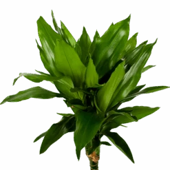 Dracaena Janet Lind - Op Stam - Drakenbloedboom - P21 H100 - Kamerplant -Pokon Winkel dracaena janet lind op stam drakenbloedboom p21 h100 5 1