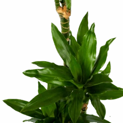 Dracaena Janet Lind - Op Stam - Drakenbloedboom - P21 H100 - Kamerplant -Pokon Winkel dracaena janet lind op stam drakenbloedboom p21 h100 6 1