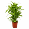 Dracaena Lemon Lime - Vertakt - Drakenbloedboom - P24 H110 - Kamerplant