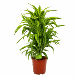 Dracaena Lemon Lime - Vertakt - Drakenbloedboom - P24 H110 - Kamerplant