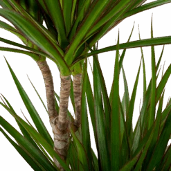 Dracaena Marginata Groen - Op Stam - Drakenbloedboom - P24 H120 - Kamerplant -Pokon Winkel dracaena marginata groen drakenbloedboom p24 h100 5