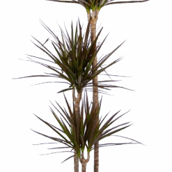 Dracaena Marginata Magenta - Op Stam - Drakenbloedboom - P24 H140 - Kamerplant -Pokon Winkel dracaena marginata magenta op stam drakenbloedboom p24 h140 kamerplant 3