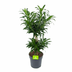 Dracaena Reflexa - Vertakt - Drakenbloedboom - P24 H90 - Kamerplant