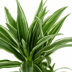 Dracaena White Stripe - Op Stam - Drakenbloedboom - P17 H65 - Kamerplant -Pokon Winkel dracaena white stripe drakenbloedboom p17 h55 5