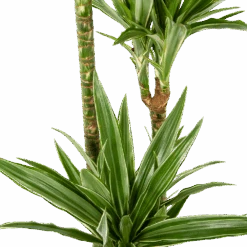 Dracaena White Stripe - Op Stam - Drakenbloedboom - P24 H150 - Kamerplant -Pokon Winkel dracaena white stripe op stam drakenbloedboom p24 h150 5 1