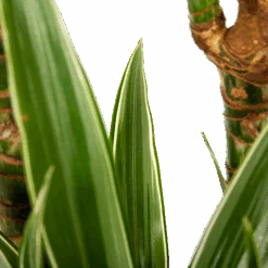 Dracaena White Stripe - Op Stam - Drakenbloedboom - P24 H150 - Kamerplant -Pokon Winkel dracaena white stripe op stam drakenbloedboom p24 h150 6 1