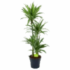 Dracaena White Stripe - Op Stam - Drakenbloedboom - P27 H150 - Kamerplant -Pokon Winkel dracaena white stripe op stam drakenbloedboom p27 h150 1 2