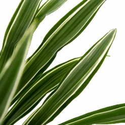Dracaena White Stripe - Op Stam - Drakenbloedboom - P27 H150 - Kamerplant -Pokon Winkel dracaena white stripe op stam drakenbloedboom p27 h150 6 2