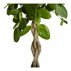 Ficus Benghalensis Audrey Op Gevlochten Stam - Groene Vijg - P40 H175 - Kamerplant -Pokon Winkel ficus benghalensis audrey op gevlochten stam groene vijg p40 h175 3