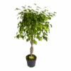 Ficus Benjamina Exotica Op Gevlochten Stam - Treurvijg - P24 H100 - Kamerplant -Pokon Winkel ficus benjamina exotica op gevlochten stam treurvijg p24 h100 1