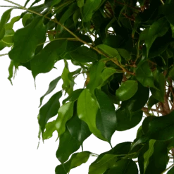 Ficus Benjamina Exotica Op Gevlochten Stam - Treurvijg - P27 H140 - Kamerplant -Pokon Winkel ficus benjamina exotica op gevlochten stam treurvijg p27 h140 5