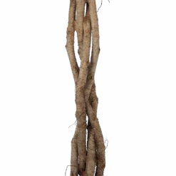 Ficus Benjamina Exotica Op Gevlochten Stam - Treurvijg - P27 H140 - Kamerplant -Pokon Winkel ficus benjamina exotica op gevlochten stam treurvijg p27 h140 6