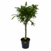 Ficus Binnendijkii Amstel King Op Stam - Treurvijg - P31 H140 - Kamerplant