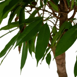 Ficus Binnendijkii Amstel King Op Stam - Treurvijg - P31 H140 - Kamerplant -Pokon Winkel ficus binnendijkii amstel king op stam treurvijg p31 h140 5