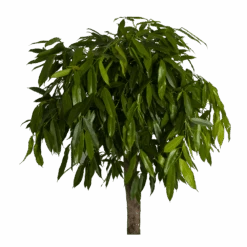 Ficus Binnendijkii Amstel King Op Stam - Treurvijg - P40 H170 - Kamerplant 7 Ficus Binnendijkii Amstel King Op Stam - Treurvijg - P40 H170 - Kamerplant -Pokon Winkel ficus binnendijkii amstel king op stam treurvijg p40 h170 3