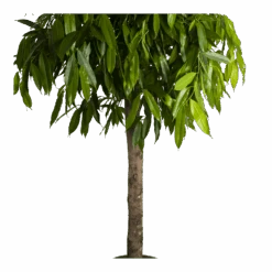 Ficus Binnendijkii Amstel King Op Stam - Treurvijg - P40 H170 - Kamerplant 8 Ficus Binnendijkii Amstel King Op Stam - Treurvijg - P40 H170 - Kamerplant -Pokon Winkel ficus binnendijkii amstel king op stam treurvijg p40 h170 4