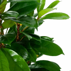 Ficus Cyathistipula - Groene Vijg - Toef - P21 H105 - Kamerplant -Pokon Winkel ficus cyathistipula groene vijg toef p21 h105 5 1