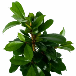 Ficus Cyathistipula - Groene Vijg - Toef - P21 H105 - Kamerplant -Pokon Winkel ficus cyathistipula groene vijg toef p21 h105 6 1
