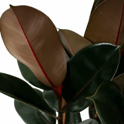 Ficus Elastica Abidjan - Rubberboom - P27 H100 - Kamerplant -Pokon Winkel ficus elastica abidjan treurvijg p27 h100 5