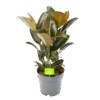 Ficus Elastica Melany - Rubberboom - P19 H55 - Kamerplant