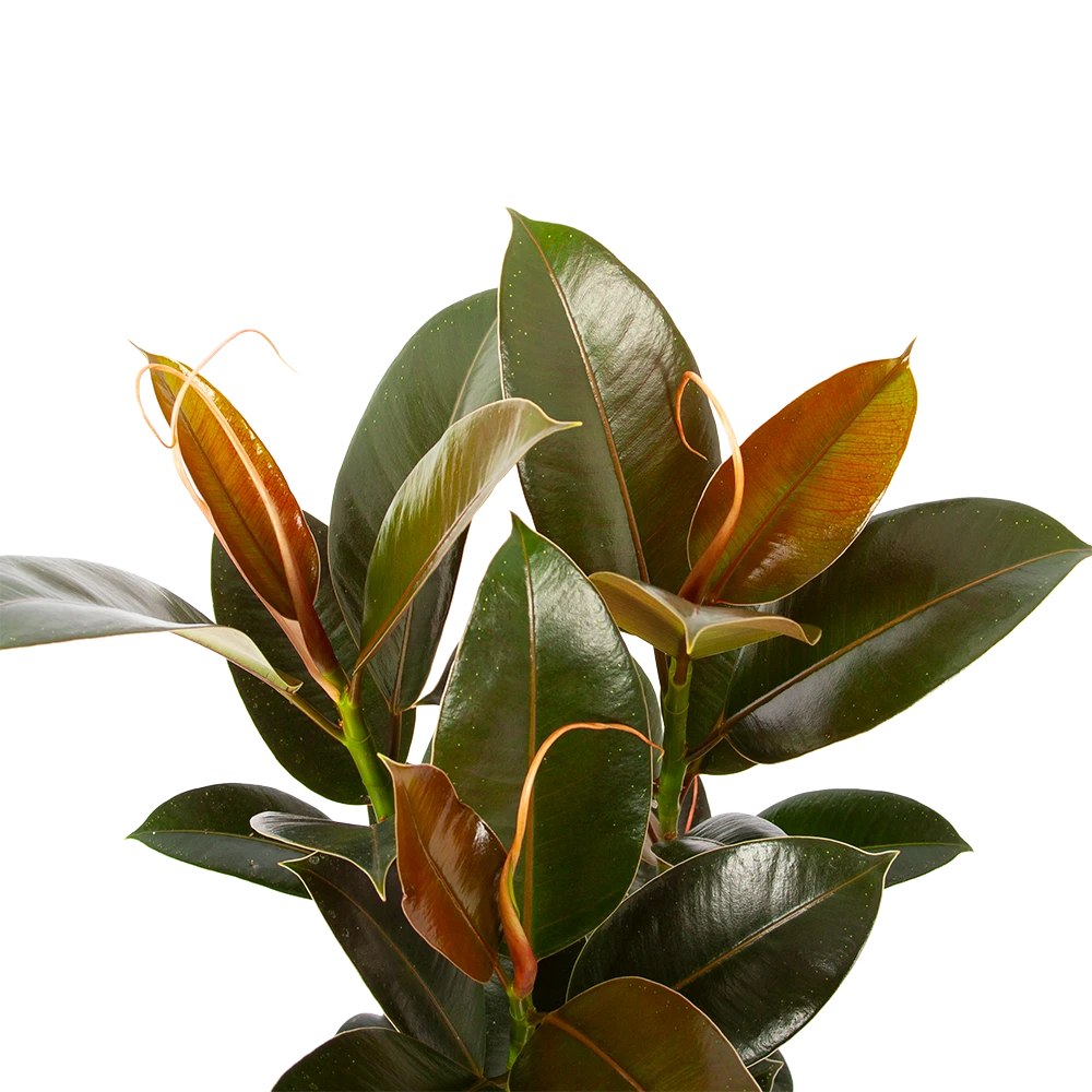 Ficus Elastica Melany - Rubberboom - P19 H55 - Kamerplant 4 Ficus Elastica Melany - Rubberboom - P19 H55 - Kamerplant - Afbeelding 2