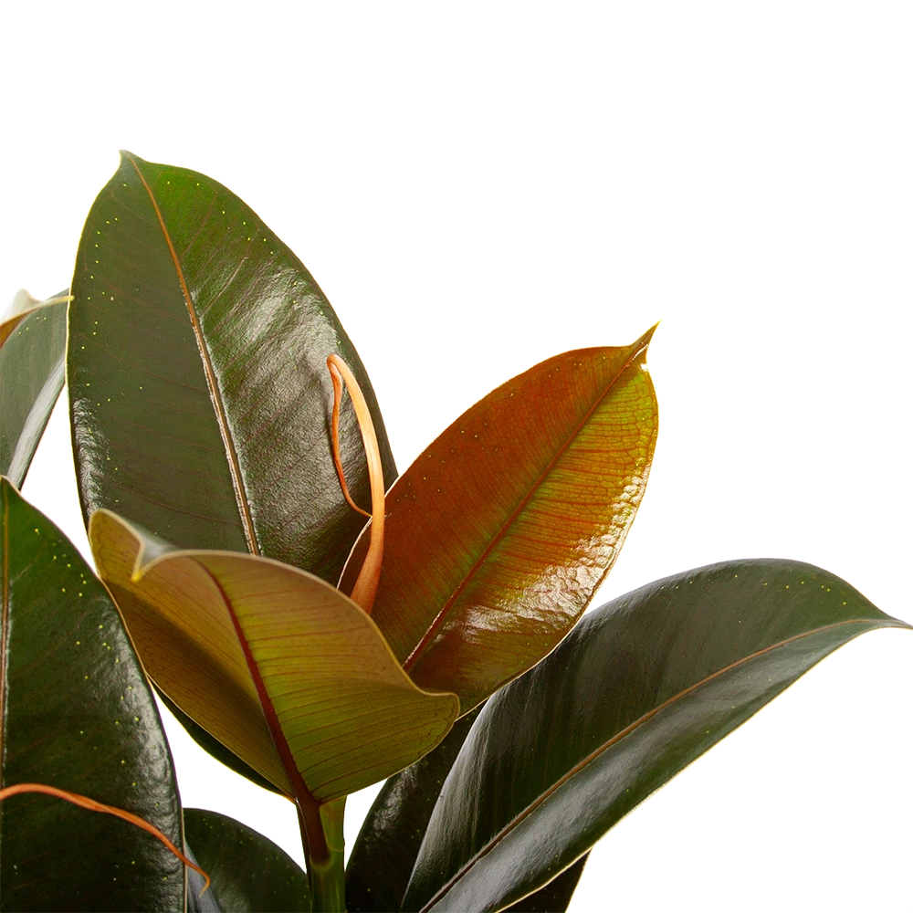 Ficus Elastica Melany - Rubberboom - P19 H55 - Kamerplant 5 Ficus Elastica Melany - Rubberboom - P19 H55 - Kamerplant - Afbeelding 3