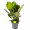 Ficus Elastica Robusta - Rubberboom - P19 H55 - Kamerplant 1 Ficus Elastica Robusta - Rubberboom - P19 H55 - Kamerplant -Pokon Winkel ficus elastica robusta rubberboom p19 h55 1