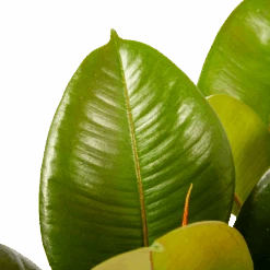 Ficus Elastica Robusta - Rubberboom - P19 H55 - Kamerplant -Pokon Winkel ficus elastica robusta rubberboom p19 h55 6