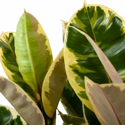 Ficus Elastica Tineke - Rubberboom - P27 H100 - Kamerplant 6 Ficus Elastica Tineke - Rubberboom - P27 H100 - Kamerplant -Pokon Winkel ficus elastica tineke treurvijg p27 h100 5