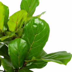 Ficus Lyrata Vertakt - Tabaksplant - P27 H110 - Kamerplant -Pokon Winkel ficus lyrata tabaksplant p27 h110 5 1