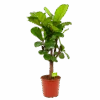 Ficus Lyrata Vertakt - Tabaksplant - P30 H130 - Kamerplant -Pokon Winkel ficus lyrata tabaksplant p30 h130 1 1