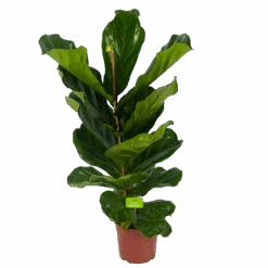 Ficus Lyrata - Tabaksplant - Toef - P17 H90 - Kamerplant -Pokon Winkel ficus lyrata tabaksplant toef p17 h90 4