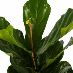 Ficus Lyrata - Tabaksplant - Toef - P17 H90 - Kamerplant -Pokon Winkel ficus lyrata tabaksplant toef p17 h90 5