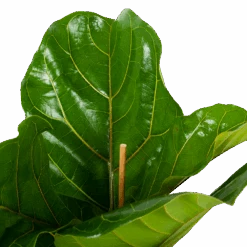 Ficus Lyrata - Tabaksplant - Toef - P21 H90 - Kamerplant -Pokon Winkel ficus lyrata tabaksplant toef p21 h90 5 1